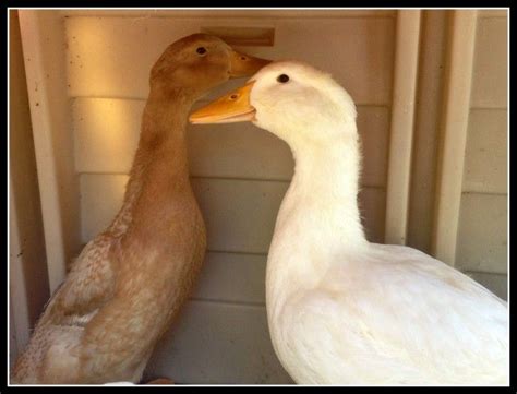 How To Tell The Difference Between Male And Female Ducks And What A Pekin And Buff Orpington