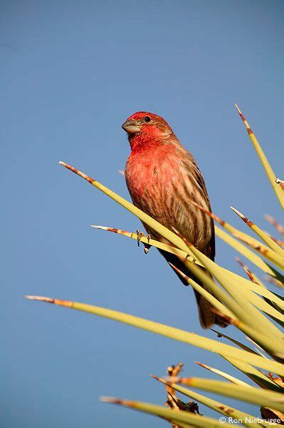 California Wild Bird Species Unique Rare Bird