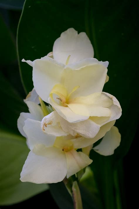 White Canna Lily White Canna Lily At Longwood Gardens Flickr