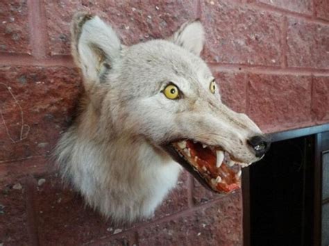 Funny Bad Taxidermy 26 Pics