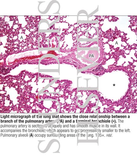 Light Micrograph Of The Lung That Shows The Close Relationship Between