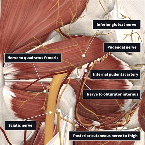 Anatomy Abdomen And Pelvis Inferior Gluteal Nerve Art