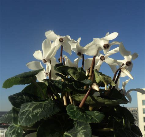 Cyclamen - planta de ghiveci cu flori