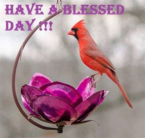 Cardinal Birds Red Birds Miss You Babe Have A Blessed Day Fowl