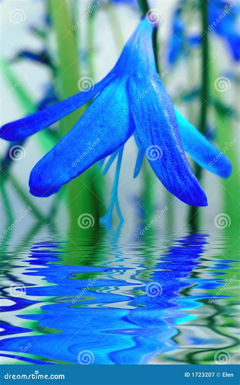 Blue Flower Reflection In Water Royalty Free Stock Photography Image