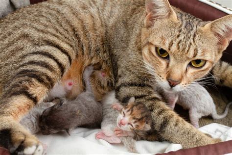 The Mother Cat With Newborn Kitten Stock Photo Image Of Nature