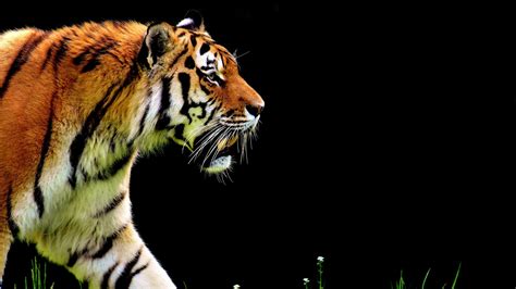 The Tiger 5k Wallpapers Hd Wallpapers Id 20980