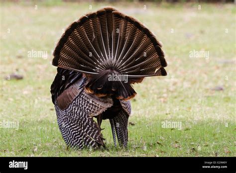 wild male turkey meleagris gallopavo breeding display cumberland island national seashore