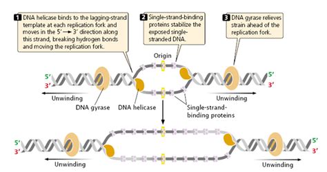 steps involved in dna replication in prokaryotes li