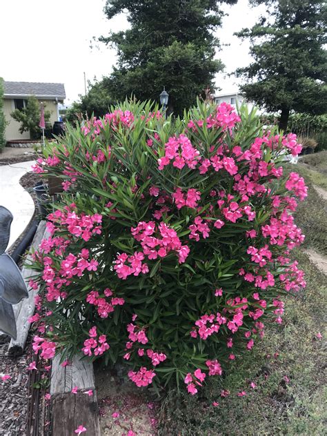 Oleander Bush 🌺 Green Landscape Landscape Services Plants