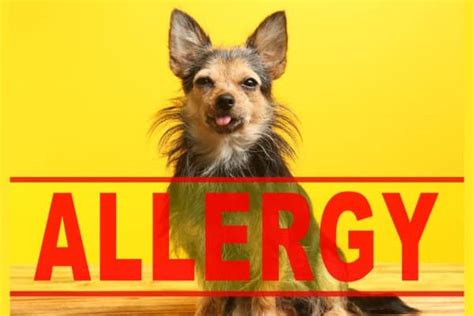 Allergy Medicine For Dogs 9 Solutions To Calm Your Dogs Itch Dr