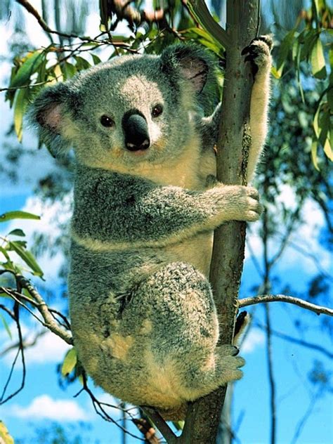54 Best Cute Koalas Images On Pinterest Koala Bears Koalas And Wild