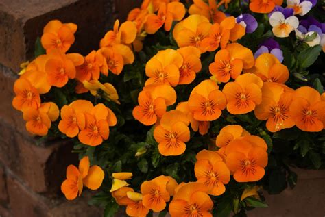 Popular Orange Flower Varieties