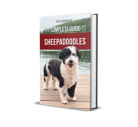 The Complete Guide to Sheepadoodles - LP Media