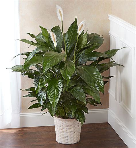 Peace Lily Plant For Sympathy 161804