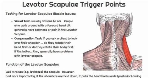 Levator Scapulae Exercises And Stretches Sand And Steel Fitness