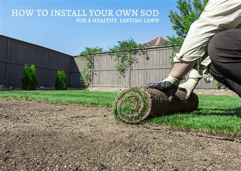 How To Lay Sod Diy Laying Sod How To Prepare Soil For Sod The Home