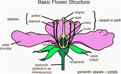 The reproductive parts of most flowers are enclosed within the petals. BASIC TERMENOLOGY ~ Wild Flora Of Dwarka
