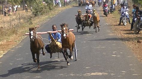 Horse Cart Race At Tavaga Nior Categoryघोडागाडीचा शर्यत