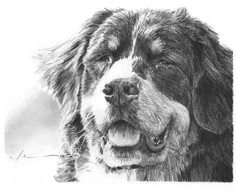 Bernese Mountain Dog Pencil Portrait Drawing By Mike Theuer