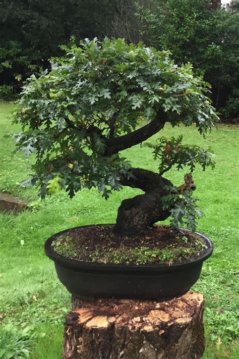 Bonsai Tree Pruning Guide Easy Steps To Prune Your Bonsai Artofit