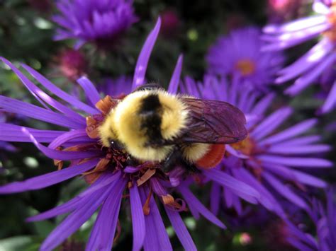 Bumblebees The Most Adorable Pollinator Rural Roots