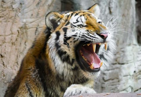 Wallpaper Tiger Wildlife Teeth Big Cats Zoo Whiskers Predator