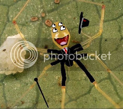 Albums 95 Pictures Pictures Of The Happy Face Spider Sharp 102023