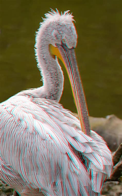 3d Pelican You Will Need A Pair Of Anaglyph Glasses To View It In 3d