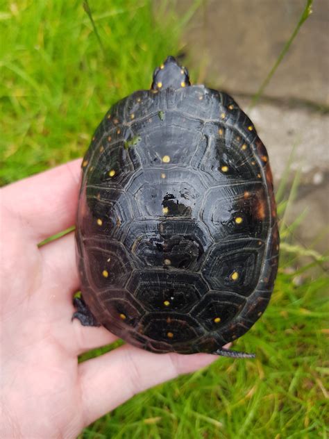 Ne England Spotted Turtles Clemmys Guttata Reptile Forums