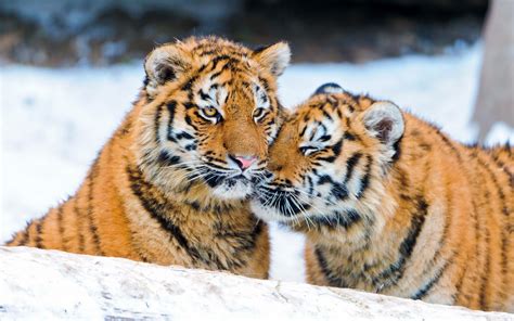 Banco De Fotos Fotos De Tigres En La Nieve