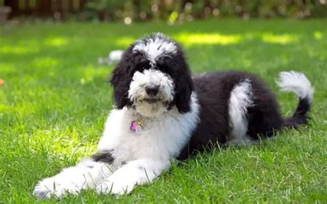 Old English Sheepdogs Breed Facts And Information