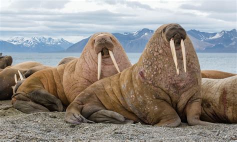 Laptev Walrus Habitat Profile Traits Facts Diet Threats