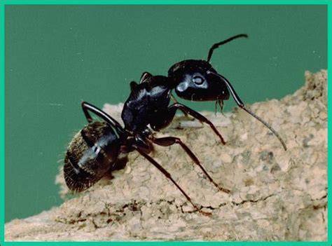 14 Types Of Ants In Florida With Pictures Animal Hype