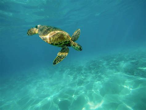 Sea Turtles Nesting In Destin Florida