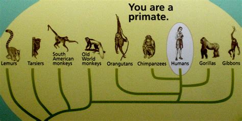 The Human Evolutionary Tree Origins Of Mankind Darwinism