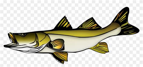 Snook Vector Free Transparent Png Clipart Images Download