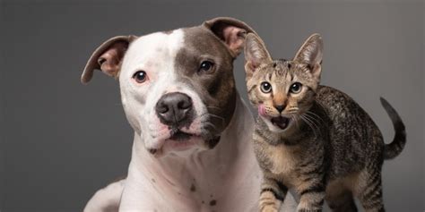 Grieving Pit Bull Becomes Best Buddies With Tiny Kitten
