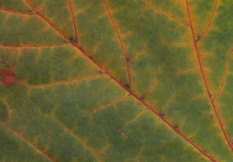 Leaf Texture Close Up Green Free Download