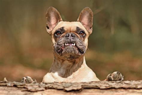 Animals With Buck Teeth Pic Stock Photos Pictures And Royalty Free