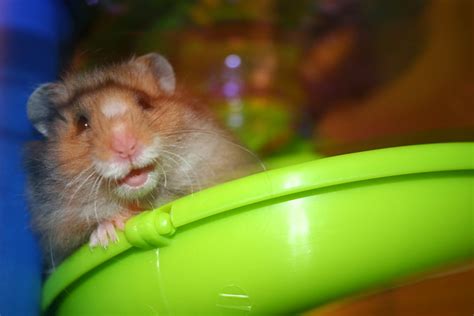 Smiling Hamster Flickr Photo Sharing
