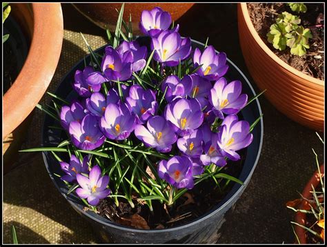 We did not find results for: Mark's Veg Plot: Long-lasting flowers