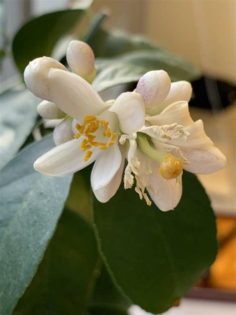 Mar 10, 2019 · posted by angelo (admin) march 10, 2019 january 29, 2021 posted in gardening information, pests & diseases tags: I was given a Meyer lemon tree as a gift and understand ...