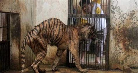 Zoo Of Death In Indonesia Shows Shocking Animal Cruelty Heres Why