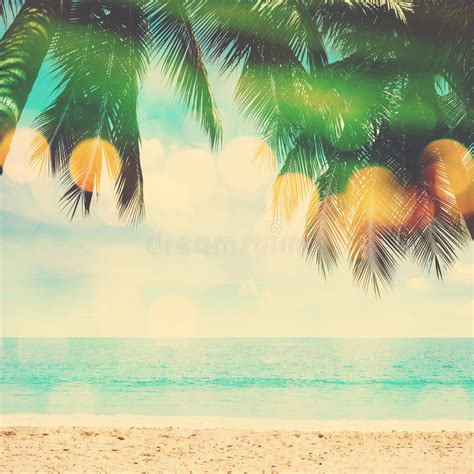 Coconut Palm Trees On The Beach Stock Photo Image Of Green Resort