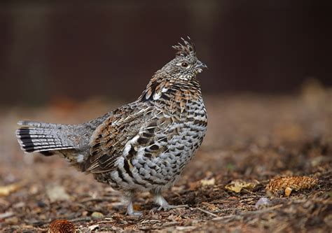11 Tips For Hunting Ruffed Grouse Outdoor Canada