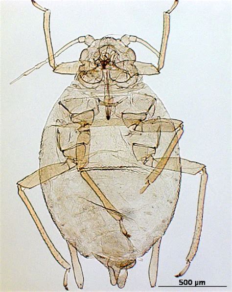 http://aphid.aphidnet.org/Cavariella_aegopodii.php