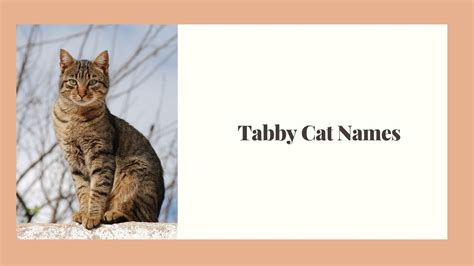 Tabby Cat Names Best Unique Badass Cute Male And Female