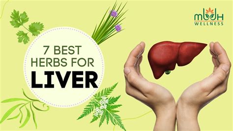 7 Best Herbs For Liver Health Youtube