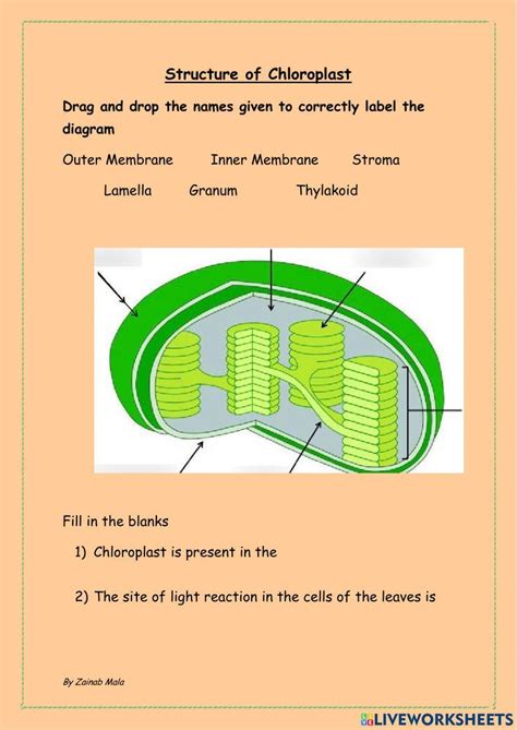 Structure Of Chloroplast Worksheet Live Worksheets